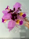 Cattleya gaskelliana 